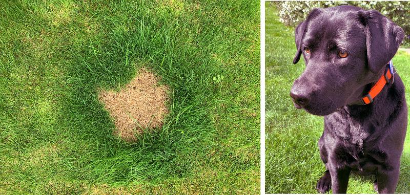 Rosie the dog, and the effect of urine on grass